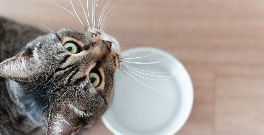 Quanto deve bere un gatto guida e consigli per la sua idratazione